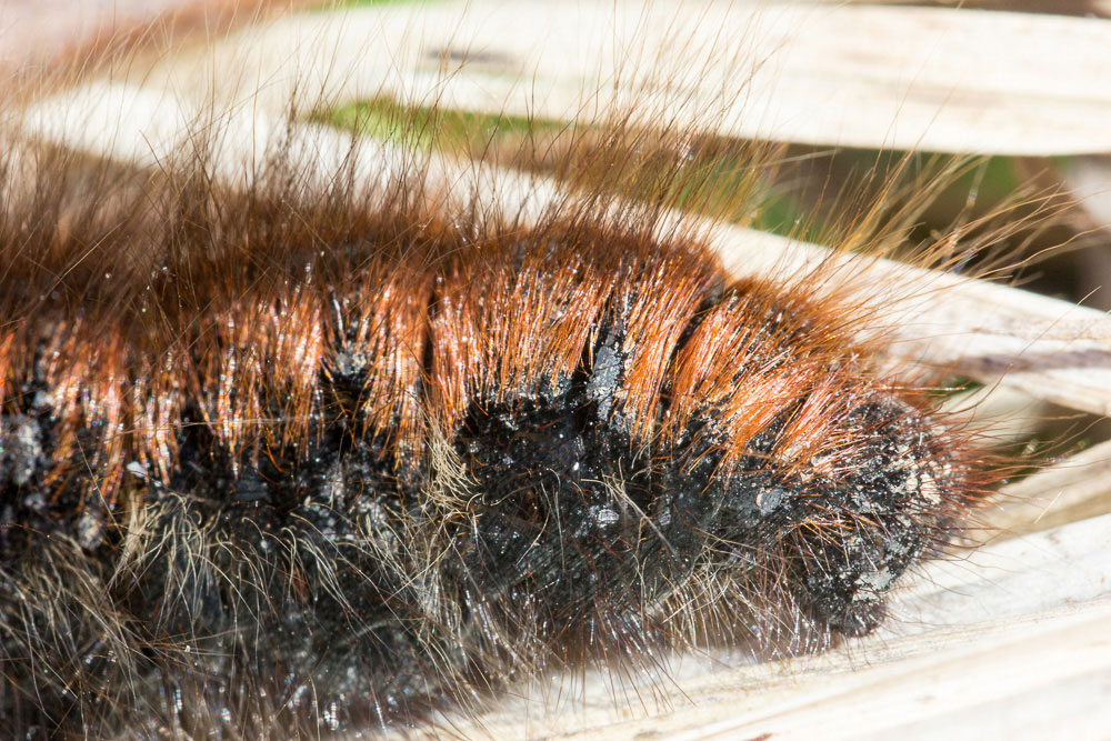 Bruco a pelo lungo con panorama - Macrothylacia rubi, Lasiocampidae