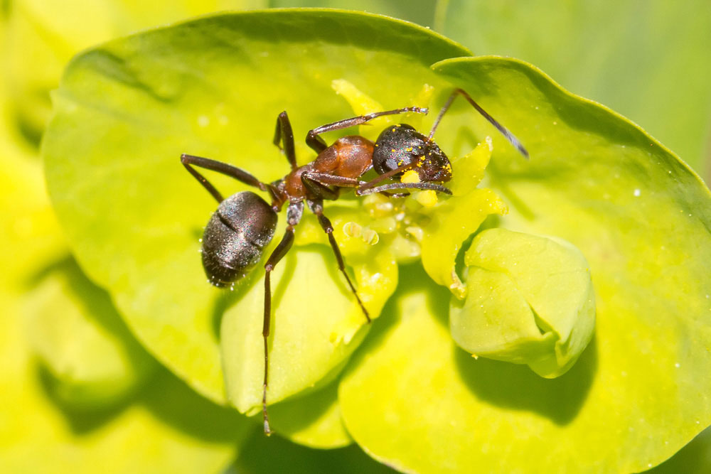 Formica sp., ci riprovo!