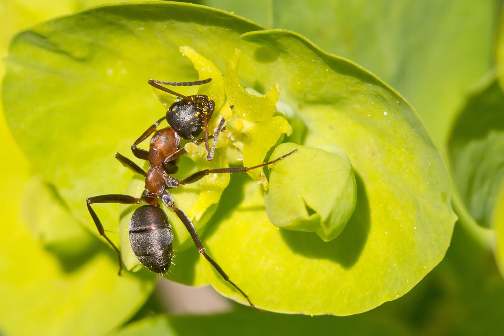 Formica sp., ci riprovo!