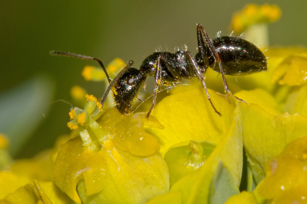 Camponotus forse?