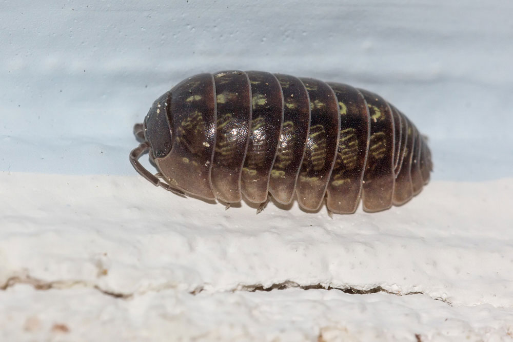 Armadillidiidae? O anche no?  S,  Armadillidium cfr. vulgare