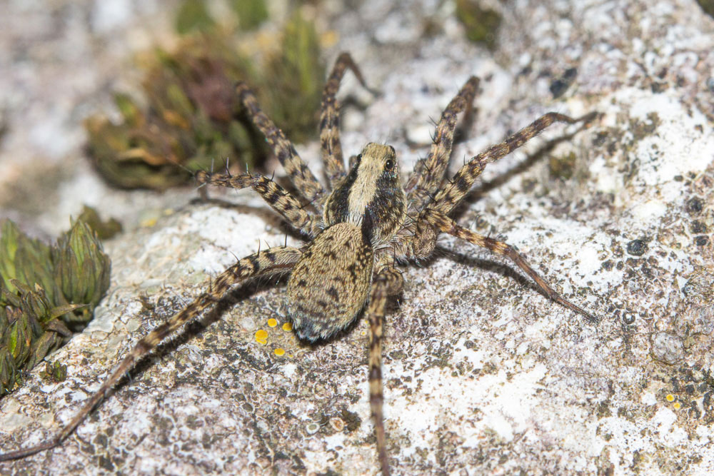 Pardosa sp. - Sant''Eufemia a Maiella (PE)