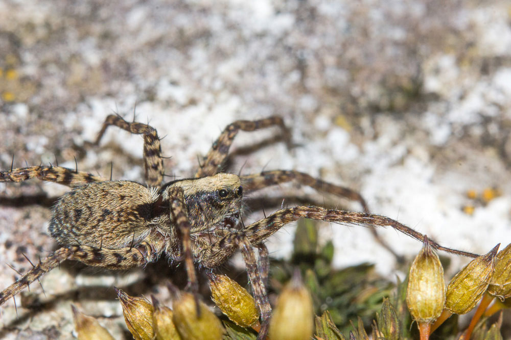 Pardosa sp. - Sant''Eufemia a Maiella (PE)