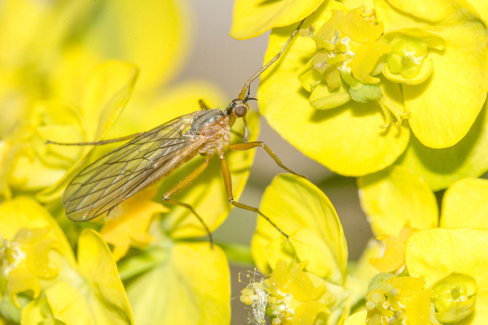 Empis elegante, si pu dire qualcosa di pi?