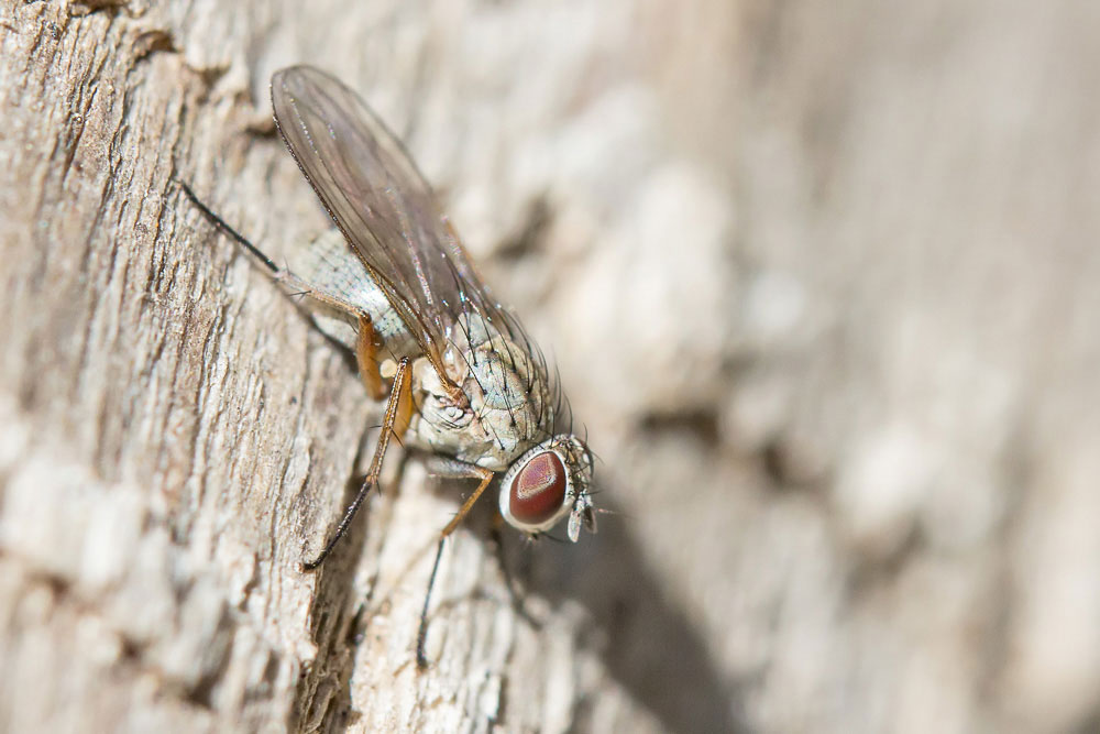 Si riesce a dire la famiglia? Anche il genere: Coenosia sp. (Muscidae)