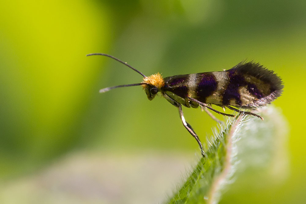 Credo che sia un Adelidae - No, Micropterigidae: Micropterix vulturensis (cfr.)