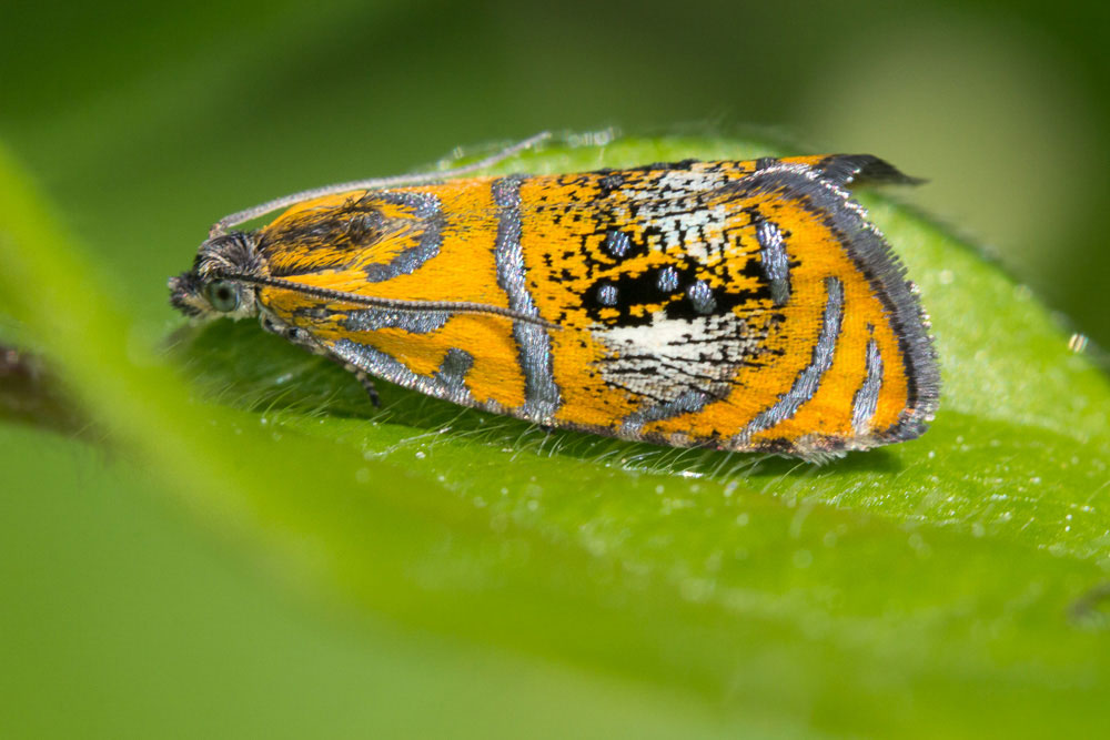 Elegantissima falena 