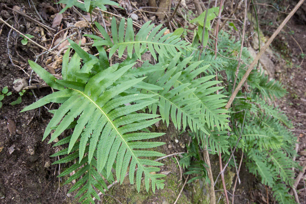 Polypodium interjectum o vulgare?