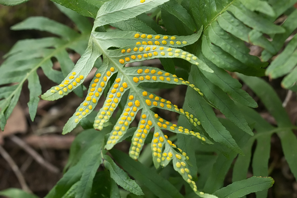 Polypodium interjectum o vulgare?