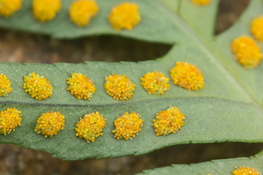 Polypodium interjectum o vulgare?