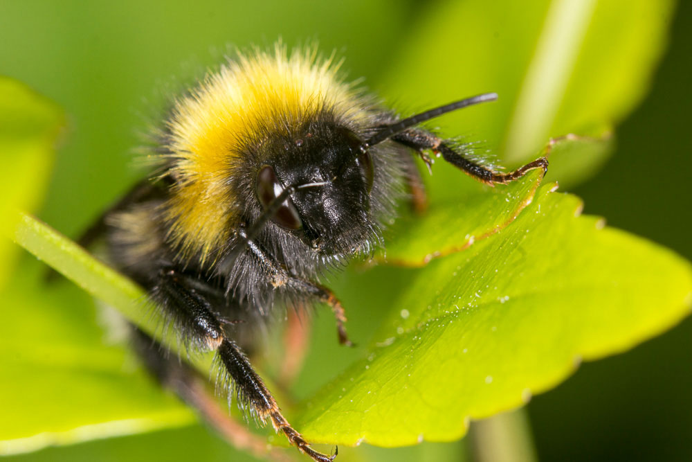 Bombus terrestris? Maschio forse Bombus (Psithyrus) sp.