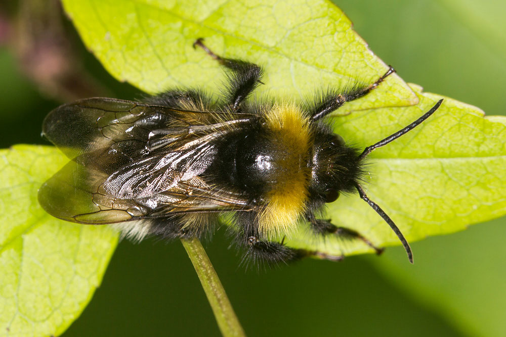 Bombus terrestris? Maschio forse Bombus (Psithyrus) sp.