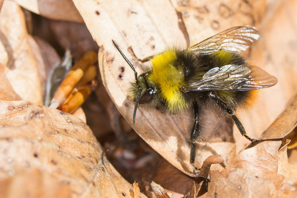 Bombus (Pyrobombus) pratorum, maschio- Apidae