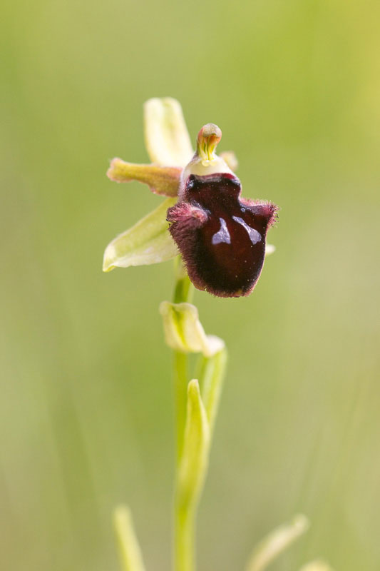 Ophrys dalla Majella