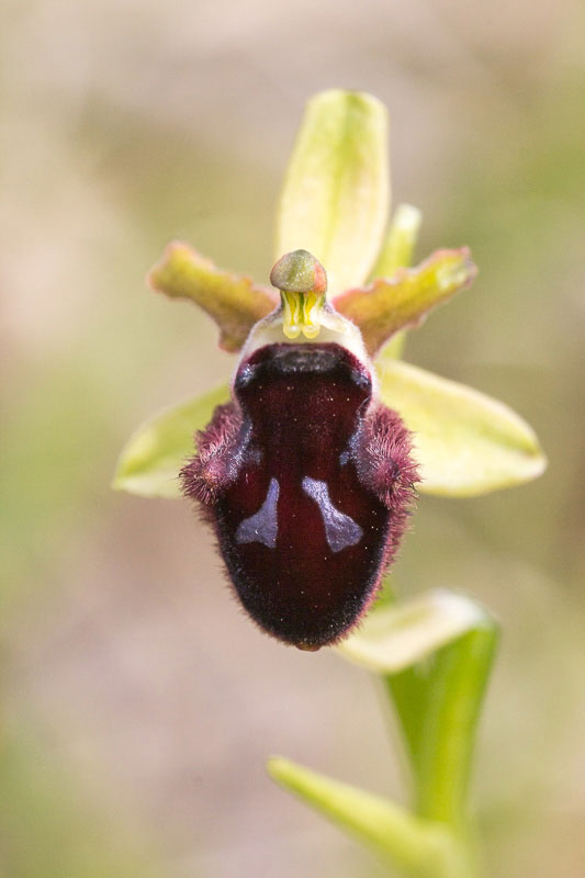 Ophrys dalla Majella