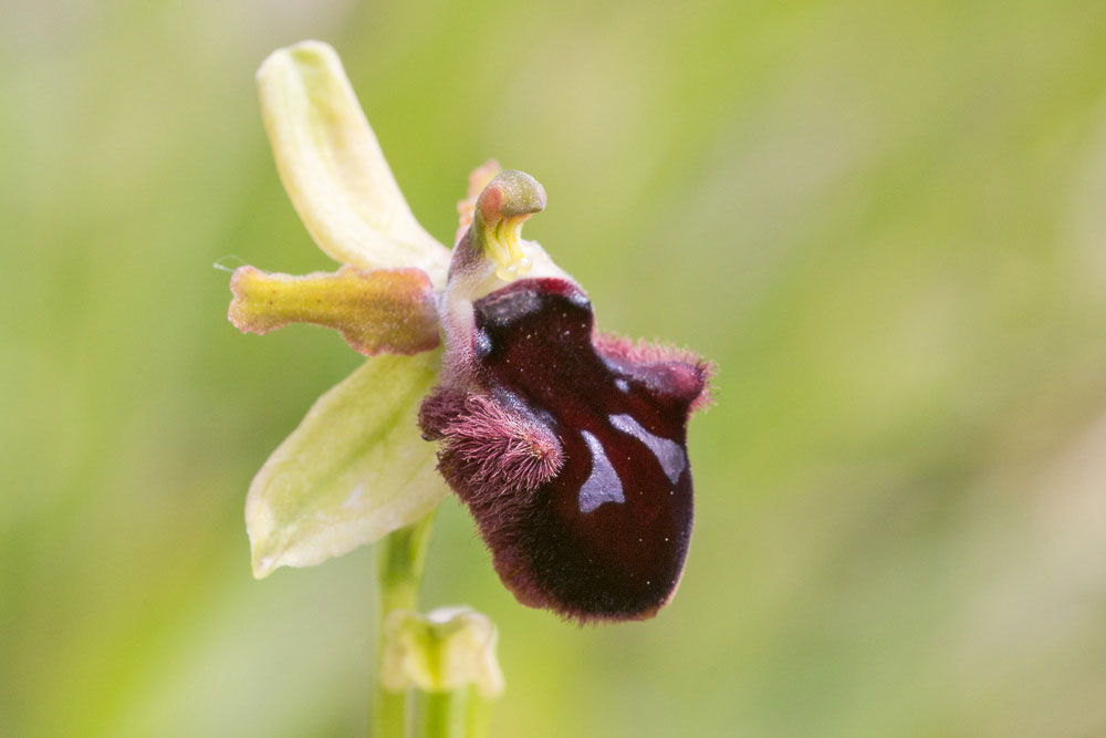 Ophrys dalla Majella