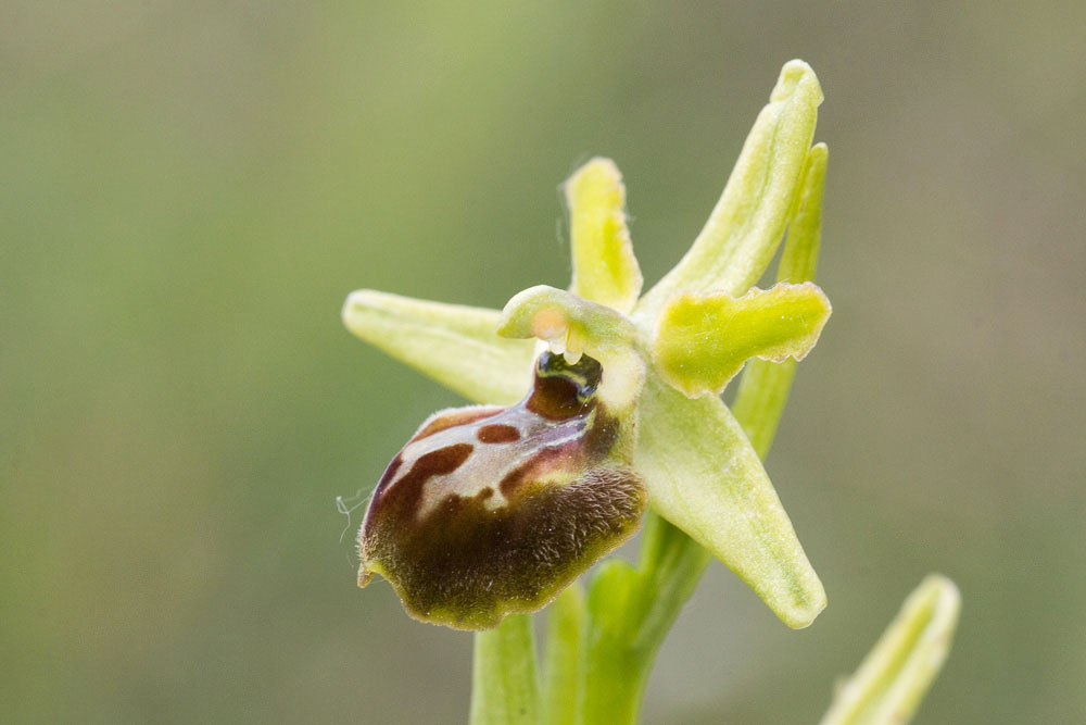 Ophrys dalla Majella