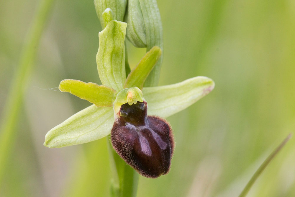 Ophrys dalla Majella