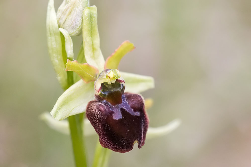 Ophrys dalla Majella