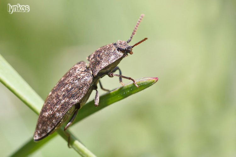 Due Elateridae abruzzesi