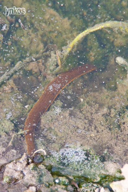 Verme acquatico: Hirudinea (probabile Dina lineata)