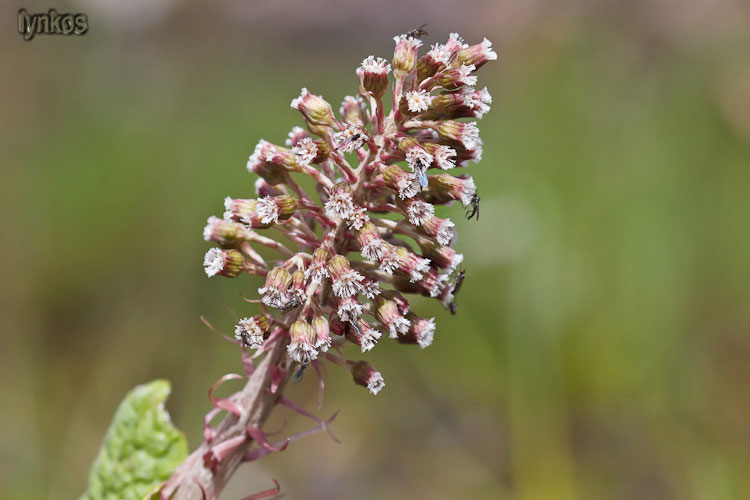 Petasites hybridus