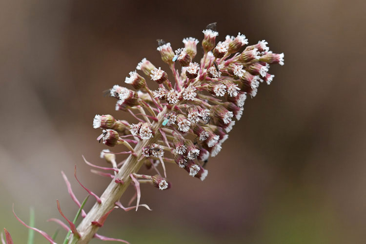 Petasites hybridus