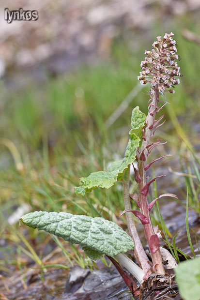 Petasites hybridus