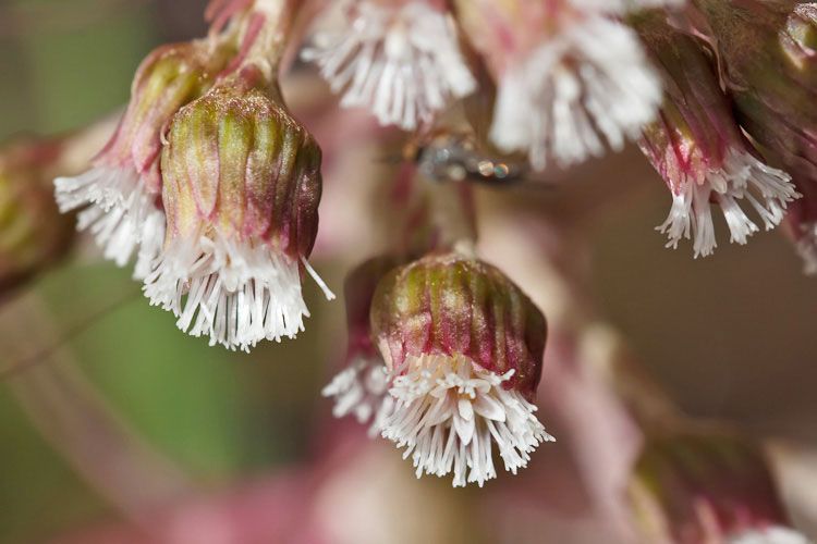 Petasites hybridus