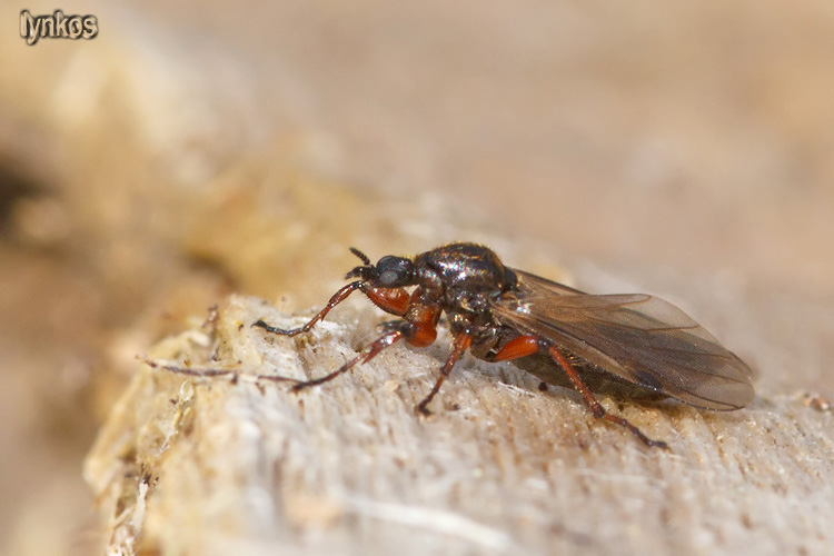 Femmina di Bibio sp. con le gambe rosse