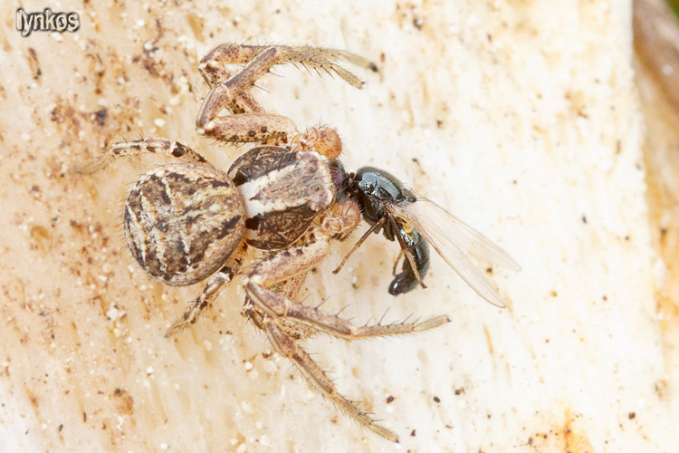 Xysticus sp. opportunista - Barisciano (AQ)