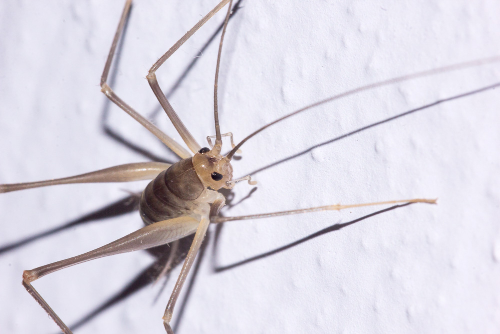 Ortottero di casa: Dolichopoda sp. (Raphidophoridae)