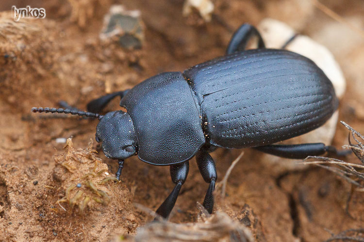 Coleottero su sterco: Phylan italicus