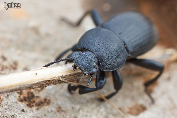 Coleottero su sterco: Phylan italicus