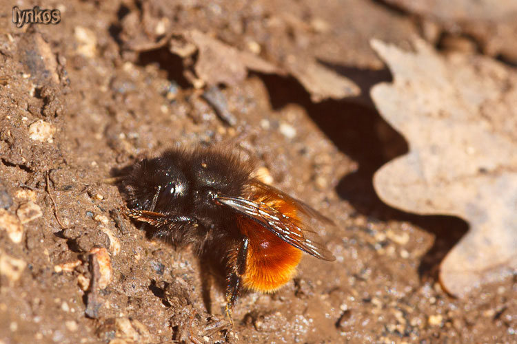 Osmia cornuta  ♀ (Apidae Megachilinae)