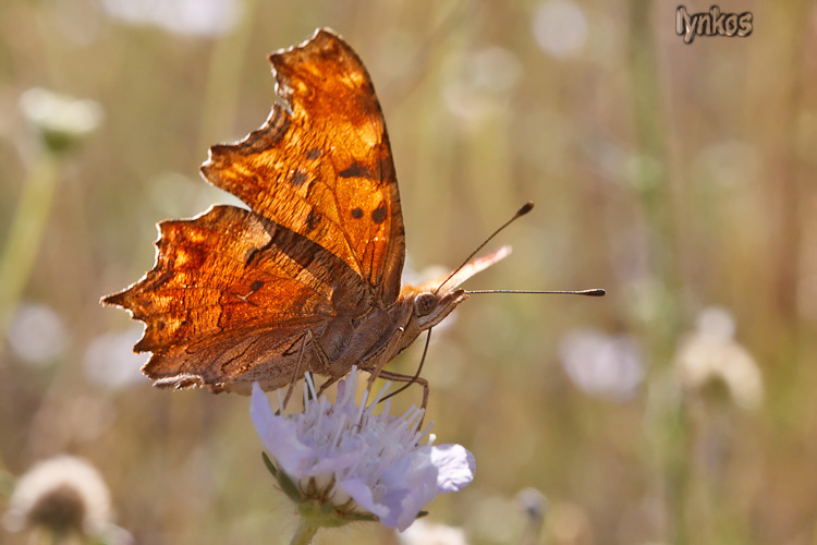 Polygonia... ma P. c-album o P. egea? - Polygonia egea