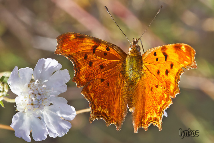 Polygonia... ma P. c-album o P. egea? - Polygonia egea