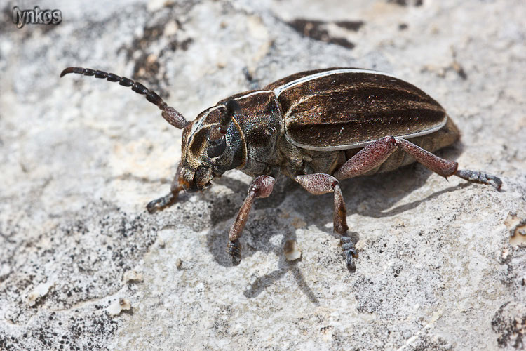 Femmina di Dorcadion etruscum