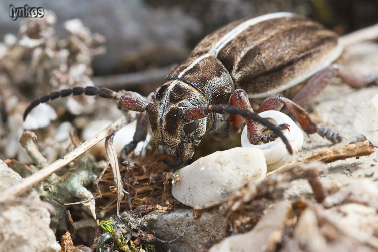 Femmina di Dorcadion etruscum