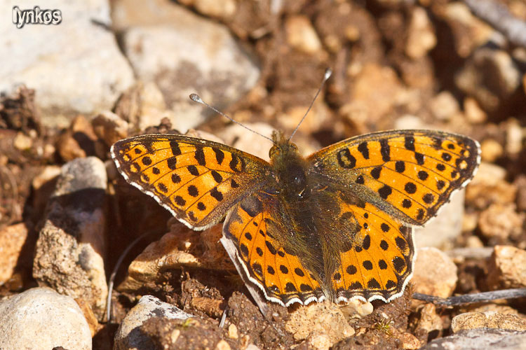 Chiedo conferma per Melitaea didyma