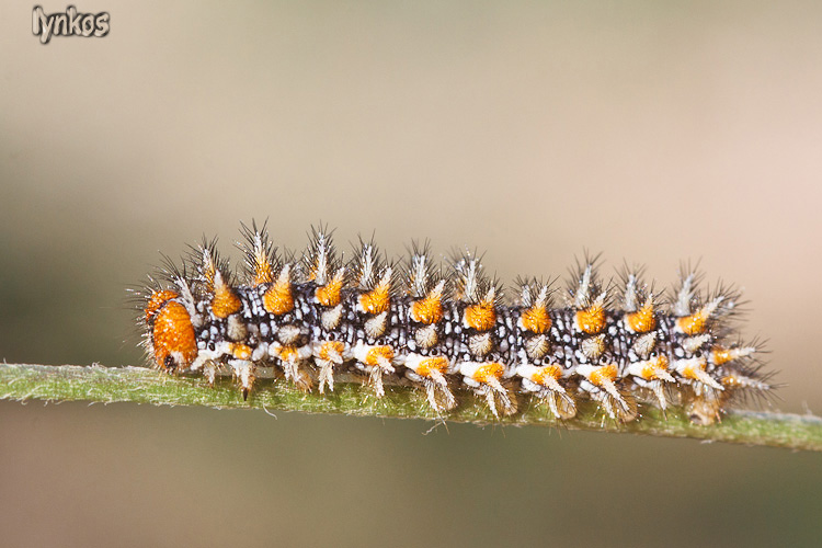 E'' il solito Melitaea didyma?