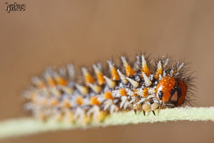 E'' il solito Melitaea didyma?