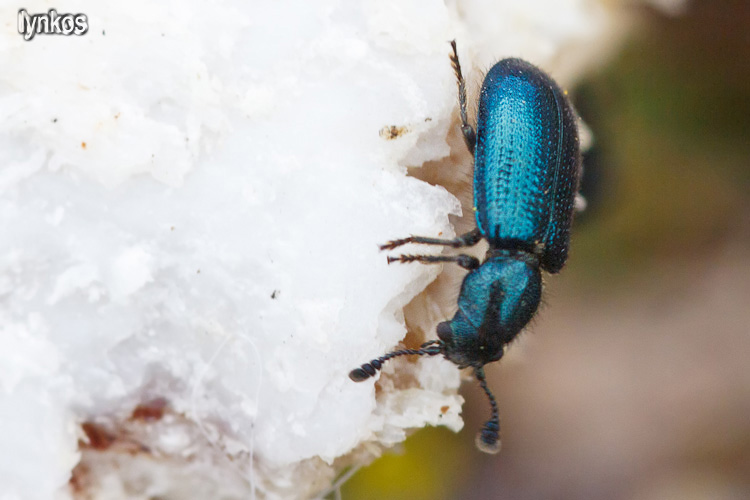 Due coleotteri sull''osso - due (Necrobia violacea)