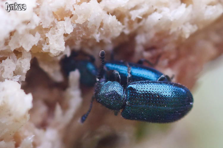 Due coleotteri sull''osso - due (Necrobia violacea)