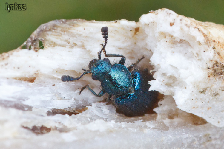 Due coleotteri sull''osso - due (Necrobia violacea)