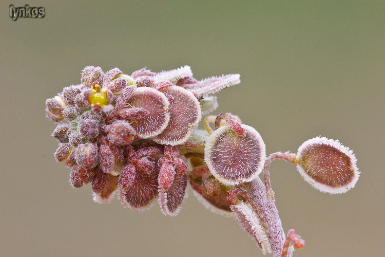 Clypeola jonthlaspi / Clipeola