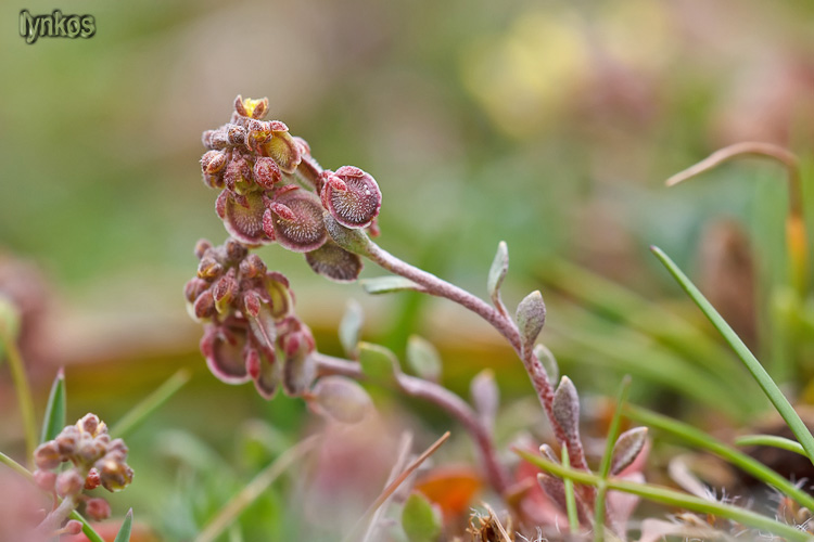 Clypeola jonthlaspi / Clipeola