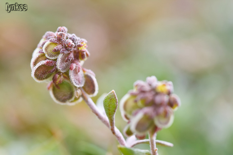 Clypeola jonthlaspi / Clipeola