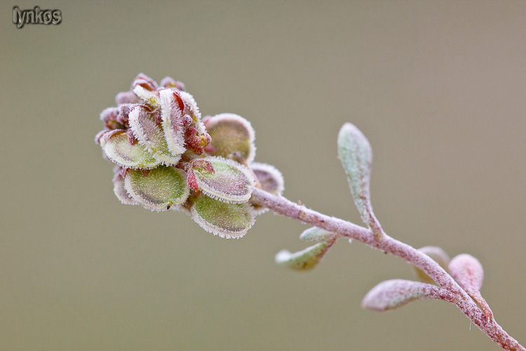 Clypeola jonthlaspi / Clipeola