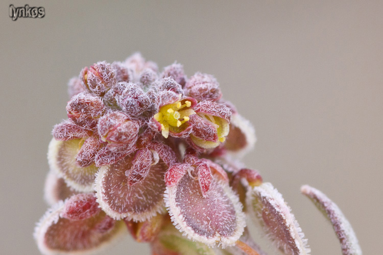 Clypeola jonthlaspi / Clipeola